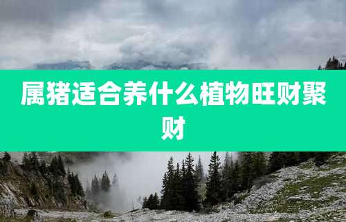 属猪适合养什么植物旺财聚财