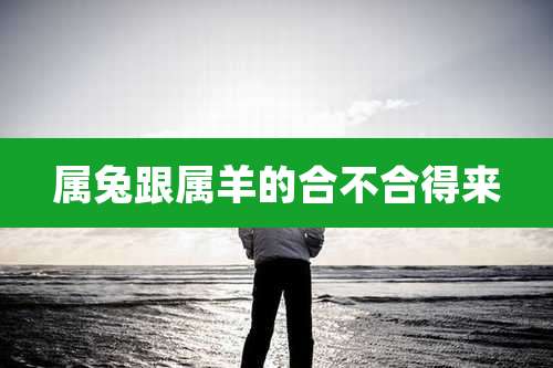 属兔跟属羊的合不合得来