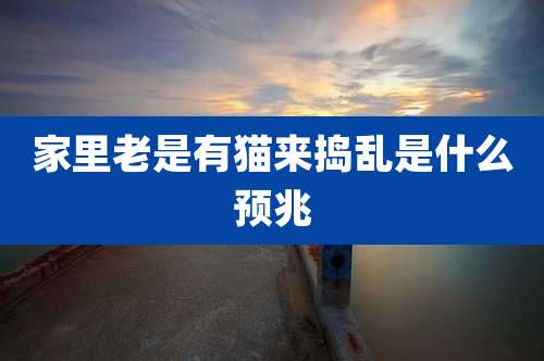 家里老是有猫来捣乱是什么预兆