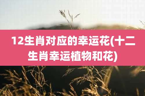 12生肖对应的幸运花(十二生肖幸运植物和花)