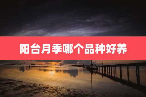 阳台月季哪个品种好养