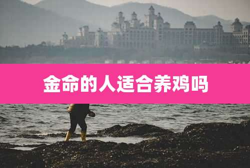 金命的人适合养鸡吗