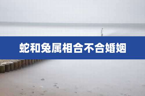 蛇和兔属相合不合婚姻