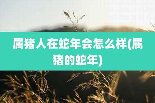 属猪人在蛇年会怎么样(属猪的蛇年)