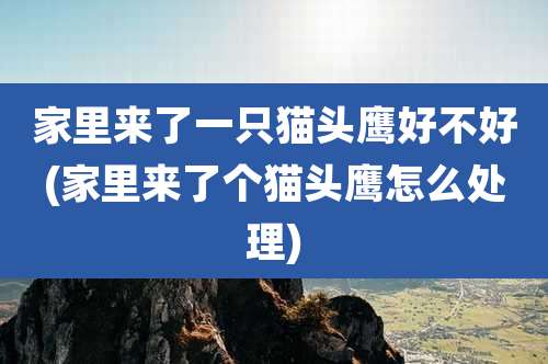家里来了一只猫头鹰好不好(家里来了个猫头鹰怎么处理)