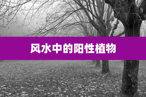 风水中的阳性植物