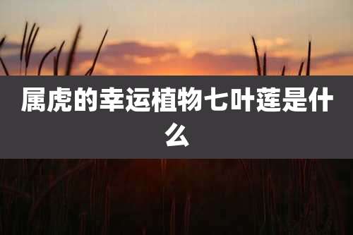 属虎的幸运植物七叶莲是什么