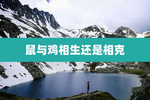 鼠与鸡相生还是相克