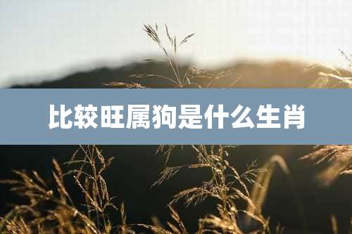 比较旺属狗是什么生肖