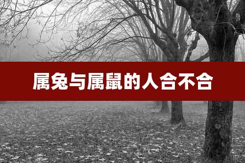 属兔与属鼠的人合不合