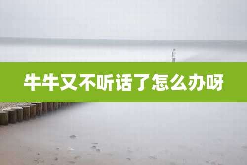 牛牛又不听话了怎么办呀