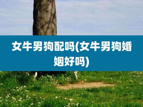 女牛男狗配吗(女牛男狗婚姻好吗)