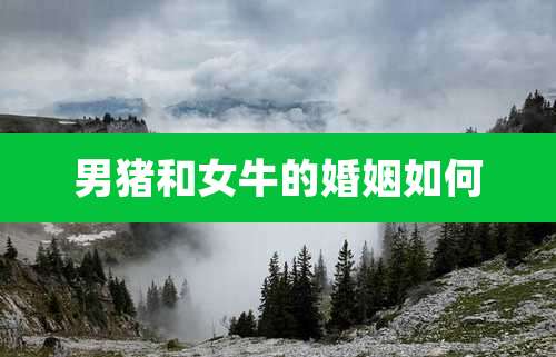 男猪和女牛的婚姻如何