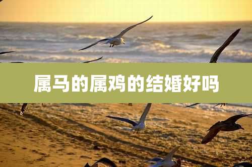 属马的属鸡的结婚好吗