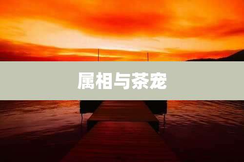 属相与茶宠