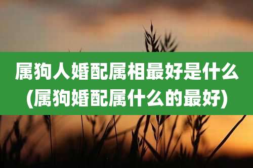 属狗人婚配属相最好是什么(属狗婚配属什么的最好)