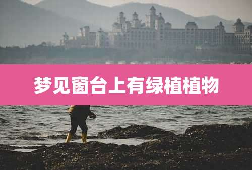 梦见窗台上有绿植植物