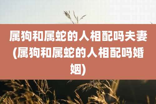 属狗和属蛇的人相配吗夫妻(属狗和属蛇的人相配吗婚姻)