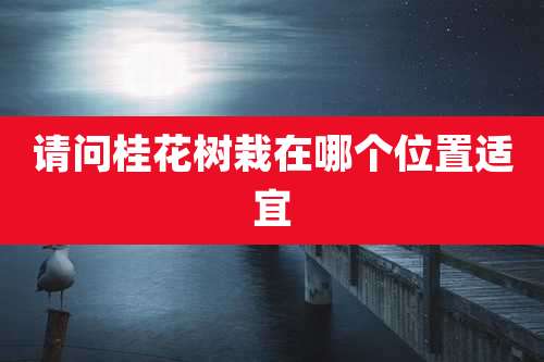请问桂花树栽在哪个位置适宜
