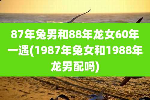 87年兔男和88年龙女60年一遇(1987年兔女和1988年龙男配吗)