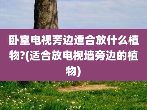 卧室电视旁边适合放什么植物?(适合放电视墙旁边的植物)
