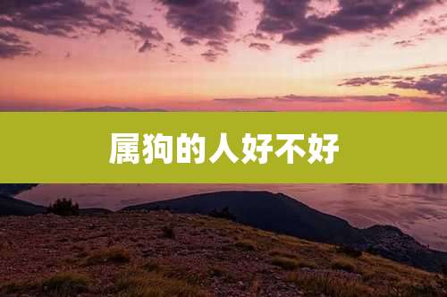 属狗的人好不好
