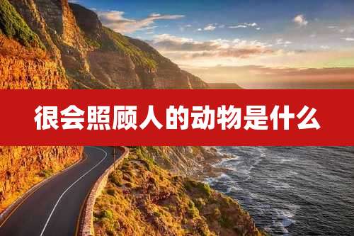 很会照顾人的动物是什么