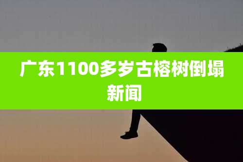广东1100多岁古榕树倒塌 新闻