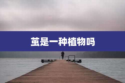 茧是一种植物吗