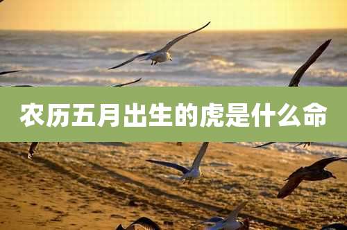 农历五月出生的虎是什么命