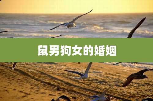 鼠男狗女的婚姻