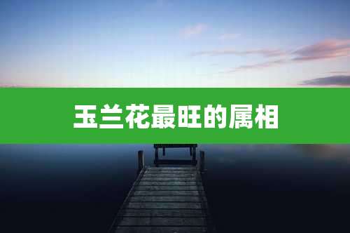 玉兰花最旺的属相