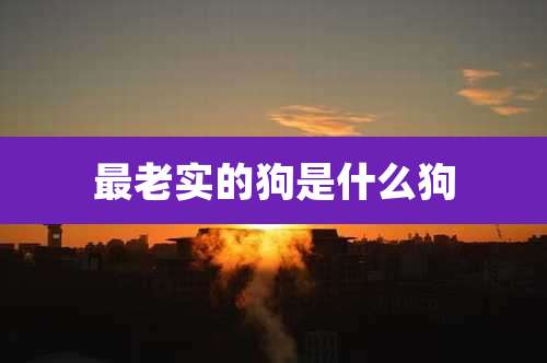 最老实的狗是什么狗