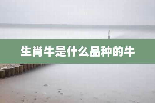 生肖牛是什么品种的牛