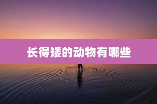 长得矮的动物有哪些