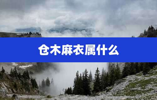 仓木麻衣属什么