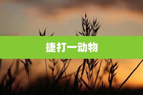 捷打一动物
