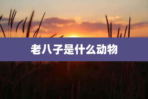 老八子是什么动物