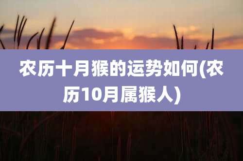 农历十月猴的运势如何(农历10月属猴人)