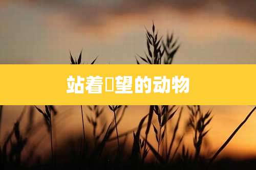 站着瞭望的动物