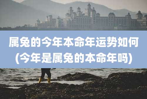 属兔的今年本命年运势如何(今年是属兔的本命年吗)