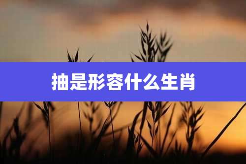 抽是形容什么生肖