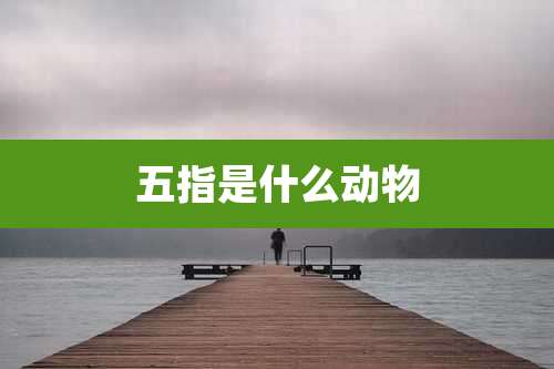 五指是什么动物