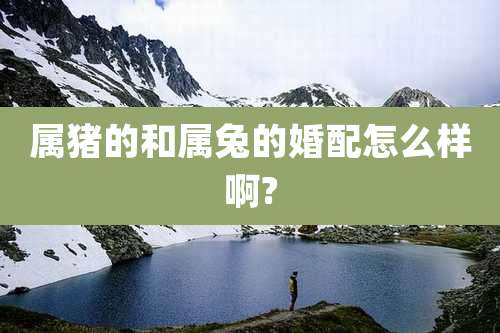 属猪的和属兔的婚配怎么样啊?