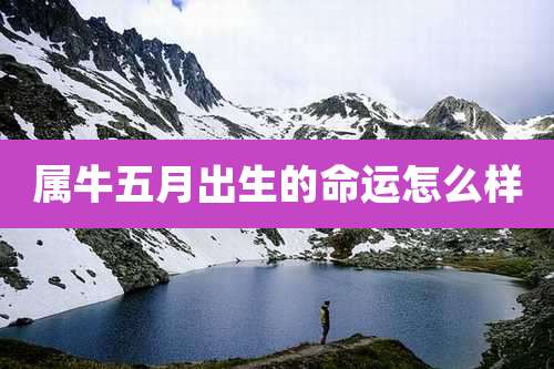 属牛五月出生的命运怎么样
