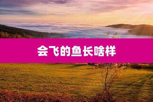 会飞的鱼长啥样