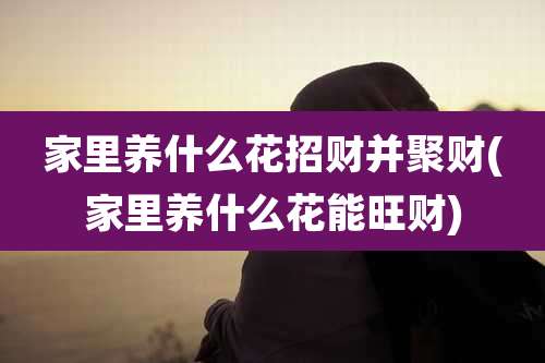 家里养什么花招财并聚财(家里养什么花能旺财)