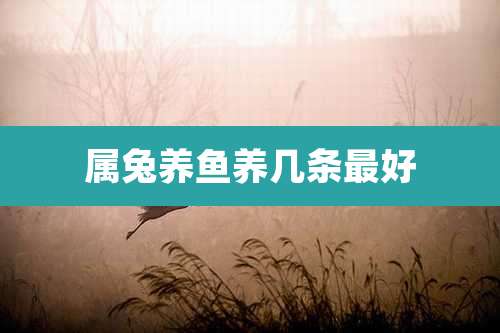 属兔养鱼养几条最好