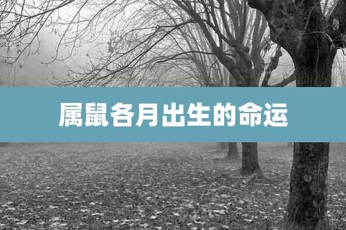 属鼠各月出生的命运