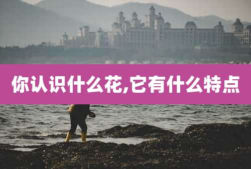 你认识什么花,它有什么特点